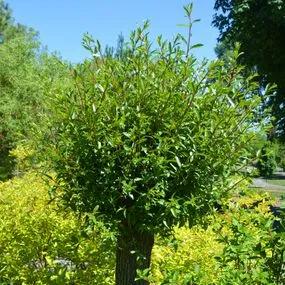 Willow Scarlet (Salix alba 'Britzensis') 2